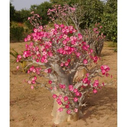 Pack n°2 Baobab chacal : adenium obesum, arabicum x2 & somalense x2