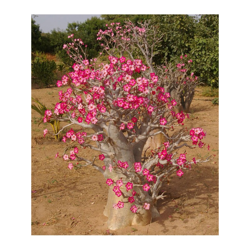 Pack n°2 Baobab chacal : adenium obesum, arabicum x2 & somalense x2