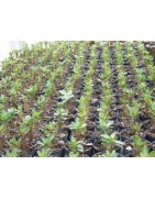 Pack n°3 Baobab chacal : adenium obesum, arabicum x5 & somalense x2