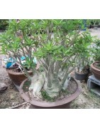 Pack n°3 Baobab chacal : adenium obesum, arabicum x5 & somalense x2
