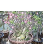 Pack n°3 Baobab chacal : adenium obesum, arabicum x5 & somalense x2