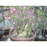 Pack n°3 Baobab chacal : adenium obesum, arabicum x5 & somalense x2