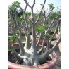 Pack n°3 Baobab chacal : adenium obesum, arabicum x5 & somalense x2