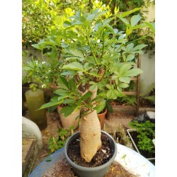 N°O : Baobab africain (Adansonia digitata) de 30 ans