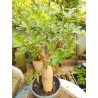 N°O : Baobab africain (Adansonia digitata) de 30 ans