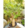N°O : Baobab africain (Adansonia digitata) de 30 ans