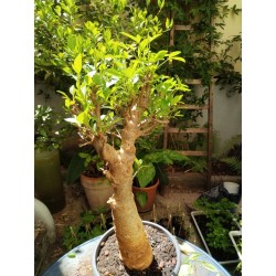 N°N : Baobab africain (Adansonia digitata) de 30 ans