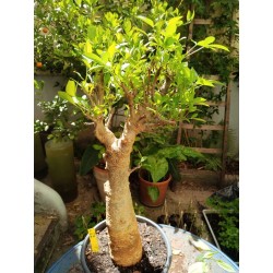 N°N : Baobab africain (Adansonia digitata) de 30 ans
