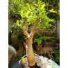 N°N : Baobab africain (Adansonia digitata) de 30 ans
