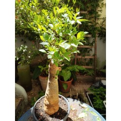N°N : Baobab africain (Adansonia digitata) de 30 ans