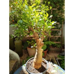 N°N : Baobab africain (Adansonia digitata) de 30 ans