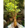N°N : Baobab africain (Adansonia digitata) de 30 ans