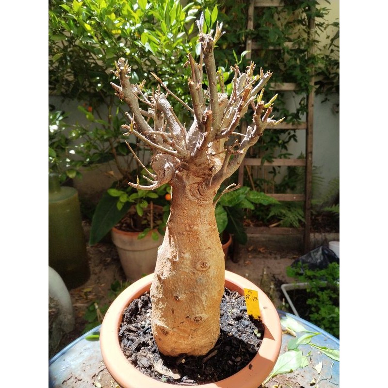 N°R : Baobab africain (Adansonia digitata) de 20 ans