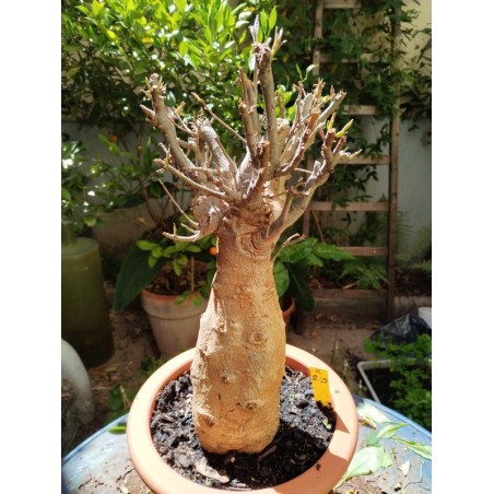 N°R : Baobab africain (Adansonia digitata) de 20 ans