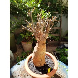 N°R : Baobab africain (Adansonia digitata) de 20 ans