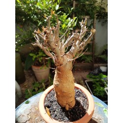 N°R : Baobab africain (Adansonia digitata) de 20 ans
