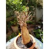 N°R : Baobab africain (Adansonia digitata) de 20 ans