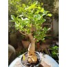 N°M : Baobab africain (Adansonia digitata) de 30 ans