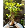 N°M : Baobab africain (Adansonia digitata) de 30 ans