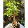 N°M : Baobab africain (Adansonia digitata) de 30 ans