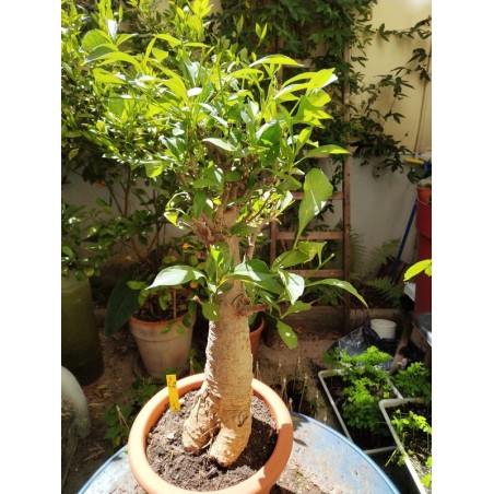 N°S : Baobab africain (Adansonia digitata) de 30 ans