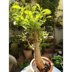 N°S : Baobab africain (Adansonia digitata) de 30 ans