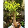 N°S : Baobab africain (Adansonia digitata) de 30 ans
