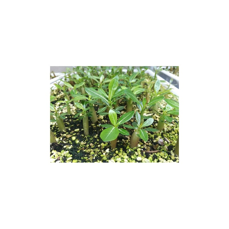 Rare ! 5 graines de Baobab chacal (Adenium arabicum) Rare ! 5 graines de Baobab chacal (Adenium arabicum)