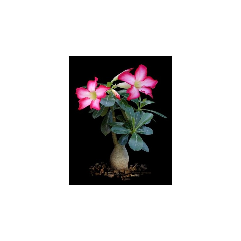 Rare ! 5 graines de Baobab chacal (Adenium arabicum) Rare ! 5 graines de Baobab chacal (Adenium arabicum)