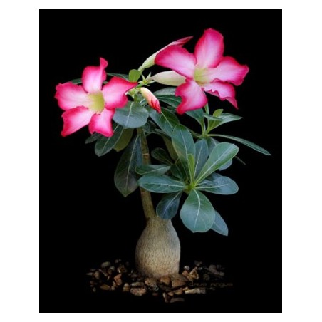 Rare ! 5 graines de Baobab chacal (Adenium arabicum)