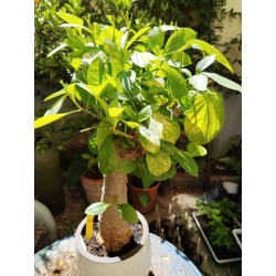 N°T : Baobab africain (Adansonia digitata) de 30 ans