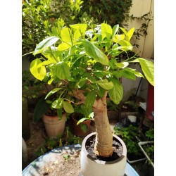 N°T : Baobab africain (Adansonia digitata) de 30 ans