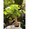 N°T : Baobab africain (Adansonia digitata) de 30 ans