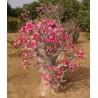 Rare ! 5 graines de Baobab chacal (Adenium arabicum)