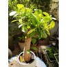 N°T : Baobab africain (Adansonia digitata) de 30 ans