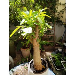N°T : Baobab africain (Adansonia digitata) de 30 ans