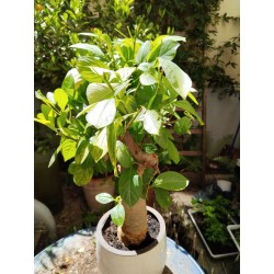 N°T : Baobab africain (Adansonia digitata) de 30 ans