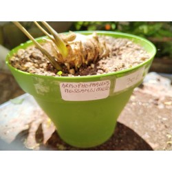 RARE ! Amorphophallus...