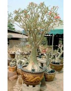 Rare ! 5 graines d'Adénium somalense (Baobab chacal)