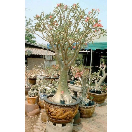 Rare ! 5 graines d'Adénium somalense (Baobab chacal)