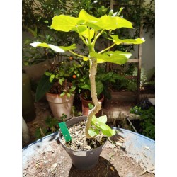 Cynanchum pachycladon - n°AA