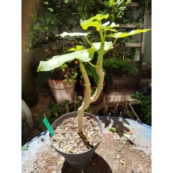 Cynanchum pachycladon - n°AB