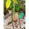 Cyphostemma pachypus