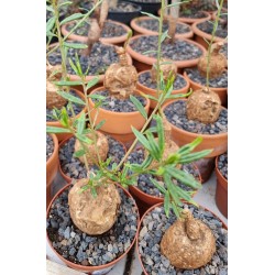 Arrivage : Talinum caffrum -  Circonférence : entre 20 et 25 cm