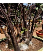 Rare ! 5 graines d'Adénium somalense Black (Baobab chacal)