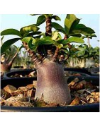 Rare ! 5 graines d'Adénium somalense Black (Baobab chacal)