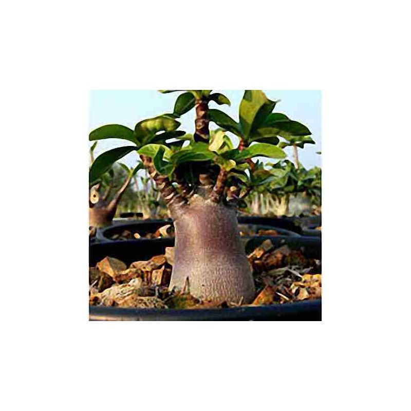 Rare ! 5 graines d'Adénium somalense Black (Baobab chacal) Rare ! 5 graines d'Adénium somalense Black (Baobab chacal)