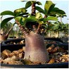 Rare ! 5 graines d'Adénium somalense Black (Baobab chacal)
