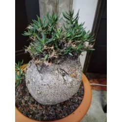 Pachypodium bispinosum (n°B)