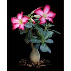 8 graines de Baobab chacal (Adenium obesum)